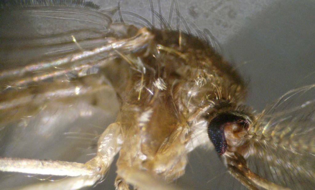 Larve di Chironomidae?  No, di Culicidae (zanzara)