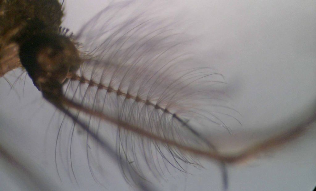 Larve di Chironomidae?  No, di Culicidae (zanzara)