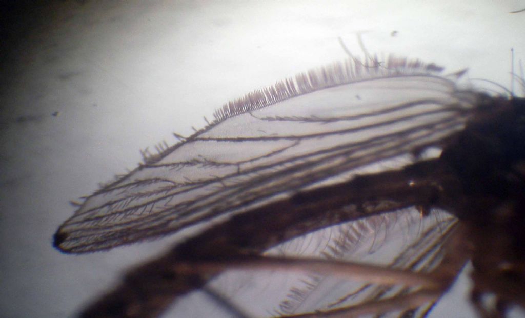 Larve di Chironomidae?  No, di Culicidae (zanzara)