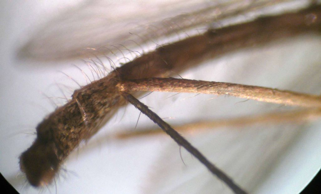 Larve di Chironomidae?  No, di Culicidae (zanzara)