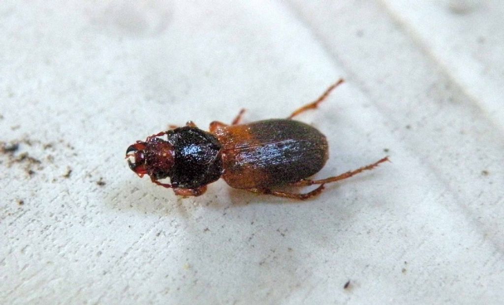 Carabidae malconcio:   Gynandromorphus etruscus