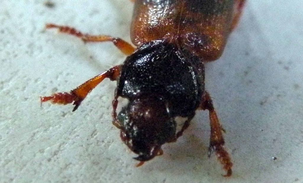 Carabidae malconcio:   Gynandromorphus etruscus