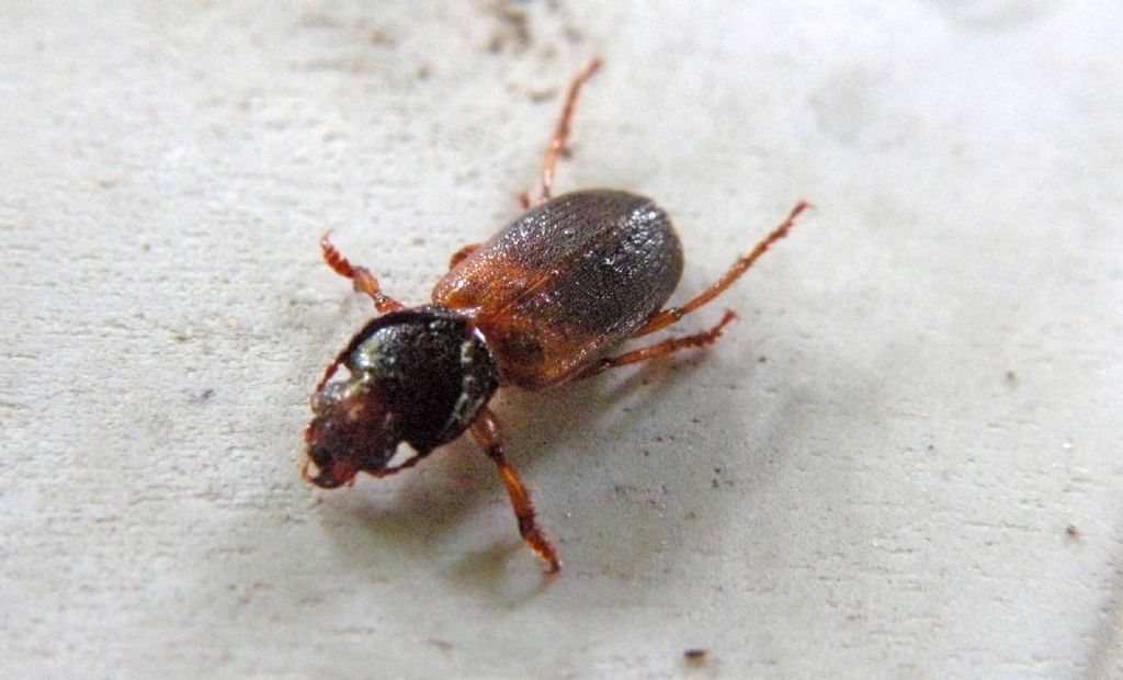 Carabidae malconcio:   Gynandromorphus etruscus