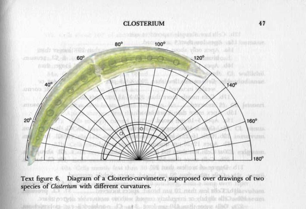 Tutti i miei Closterium