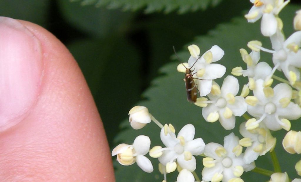 Micropterix aruncella? S