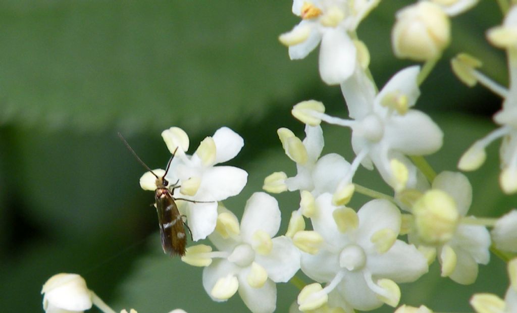 Micropterix aruncella? S
