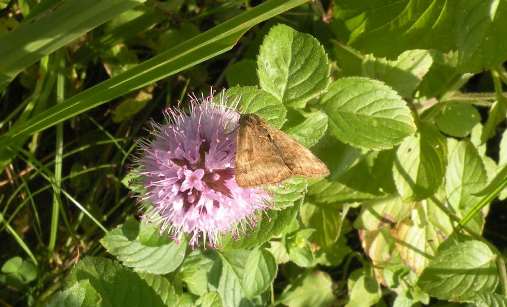 Macaria brunneata? No, Euclidia (Euclidia) glyphica