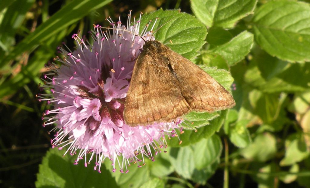 Macaria brunneata? No, Euclidia (Euclidia) glyphica