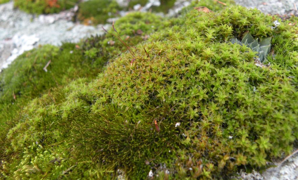 Syntrichia cfr calcicola?