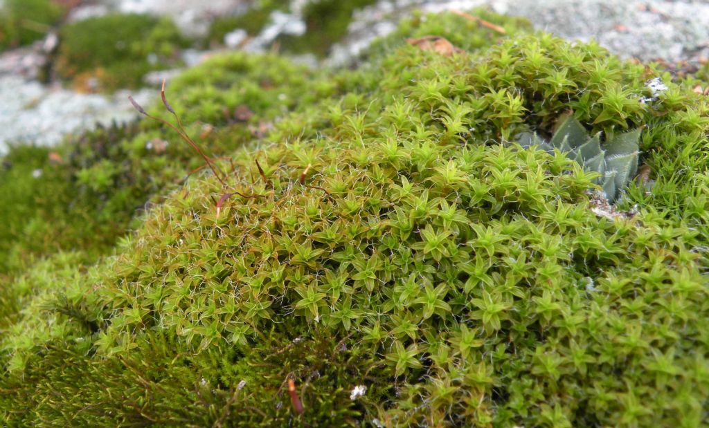 Syntrichia cfr calcicola?