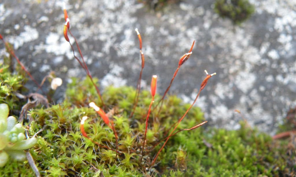 Syntrichia cfr calcicola?