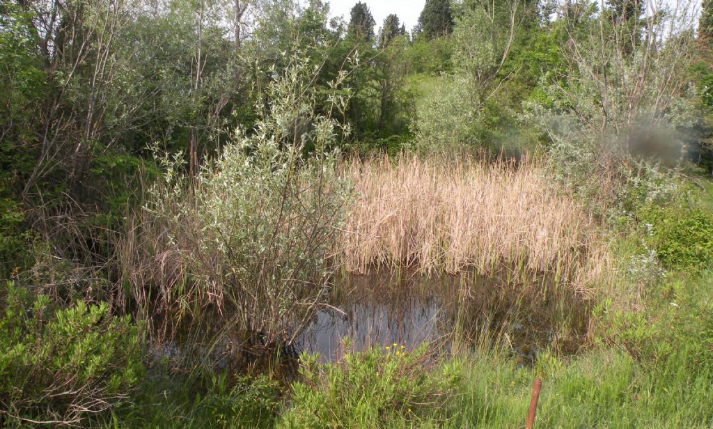 Muschio acquatico - Calliergonella cuspidata