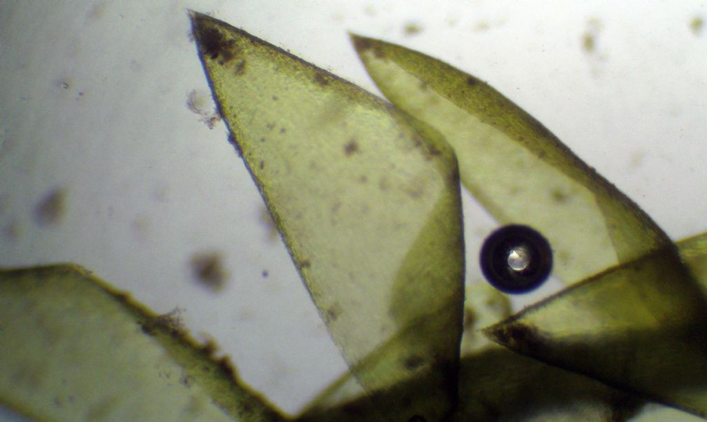 Muschio acquatico - Calliergonella cuspidata