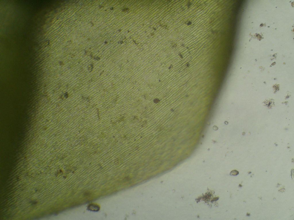 Muschio acquatico - Calliergonella cuspidata