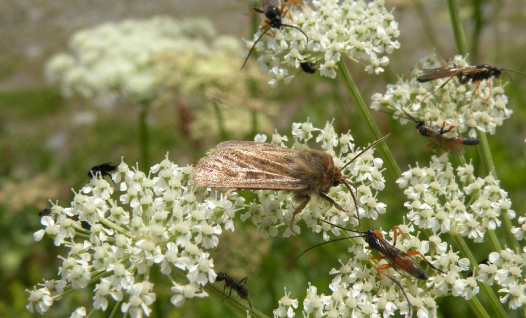 Forse Orthosia sp - No, Cerapteryx graminis