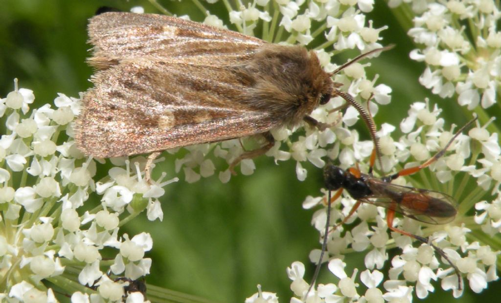 Forse Orthosia sp - No, Cerapteryx graminis