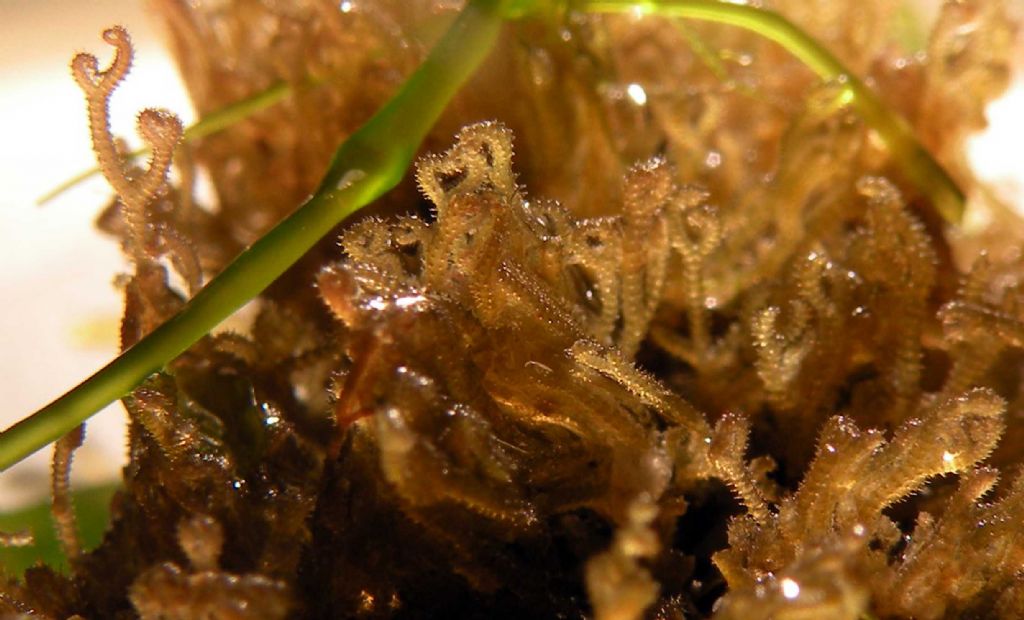Ceramium ciliatum?