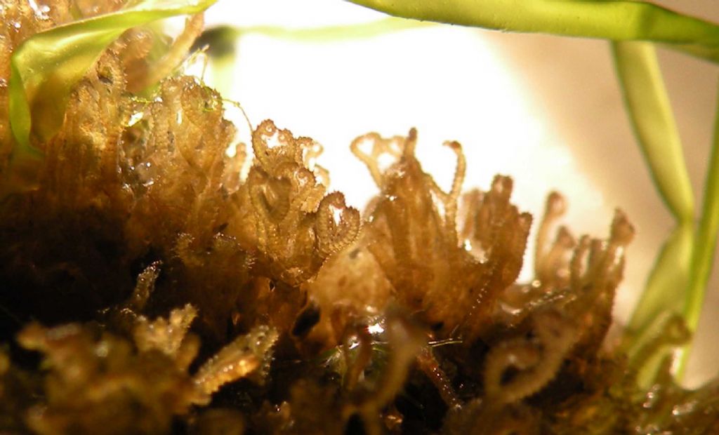 Ceramium ciliatum?