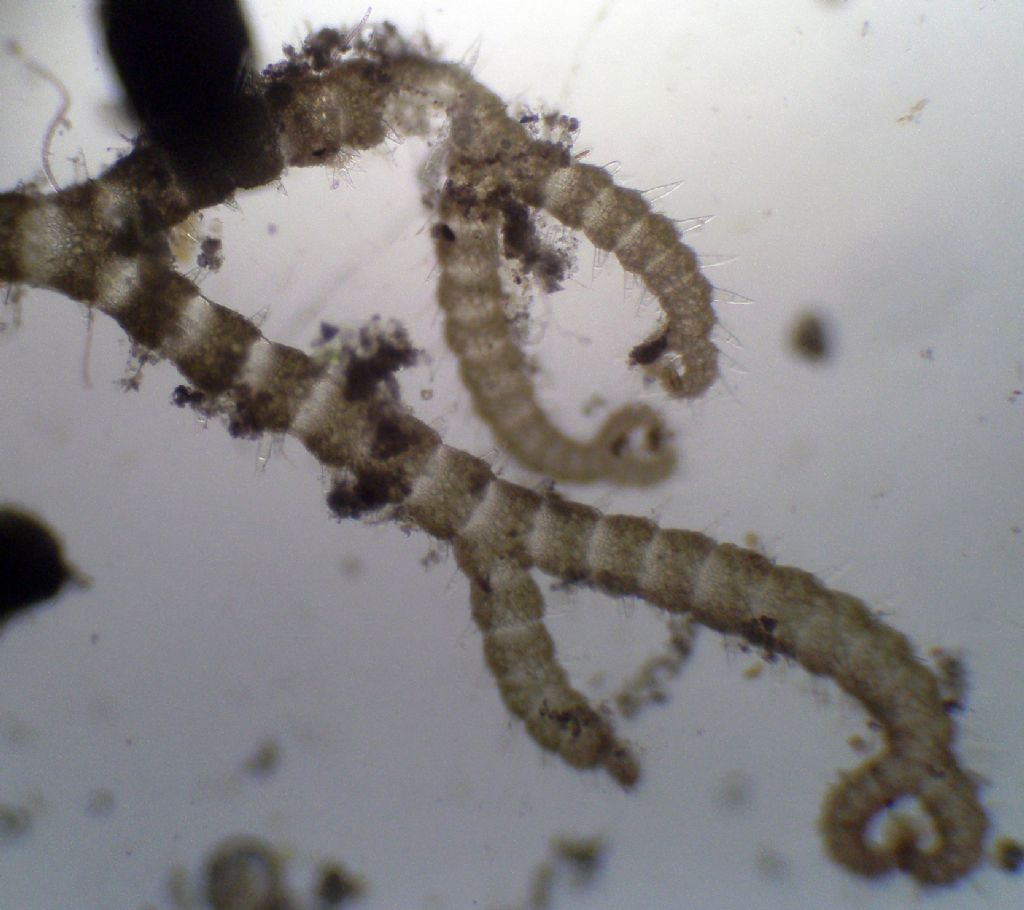 Ceramium ciliatum?