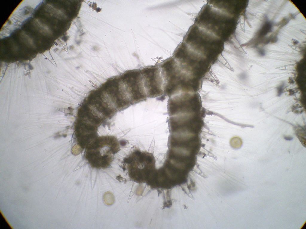 Ceramium ciliatum?