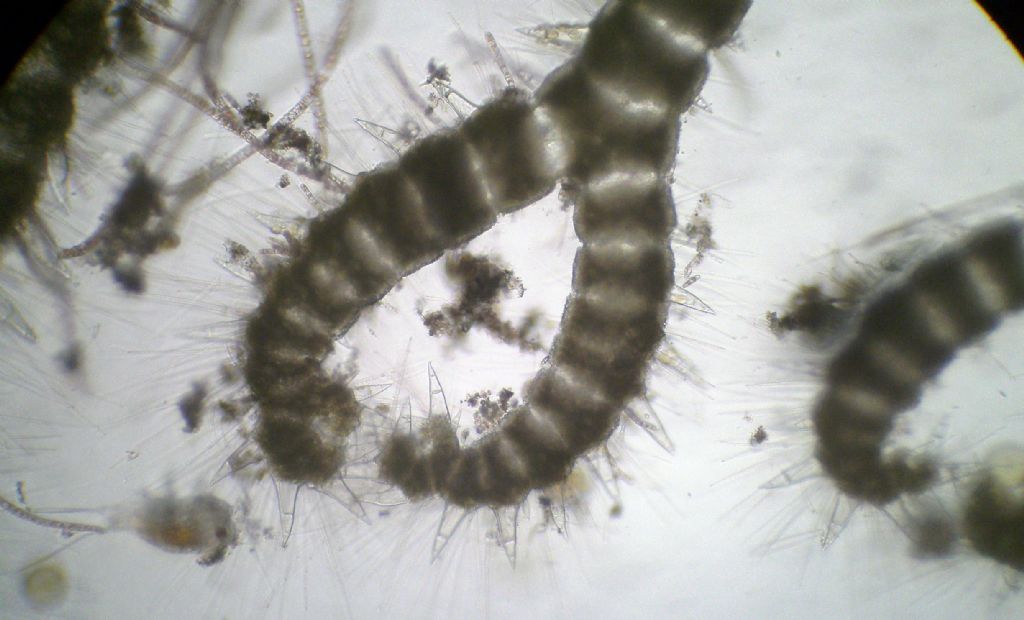 Ceramium ciliatum?