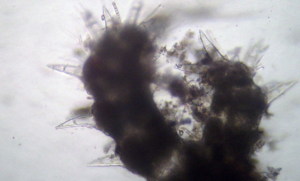 Ceramium ciliatum?