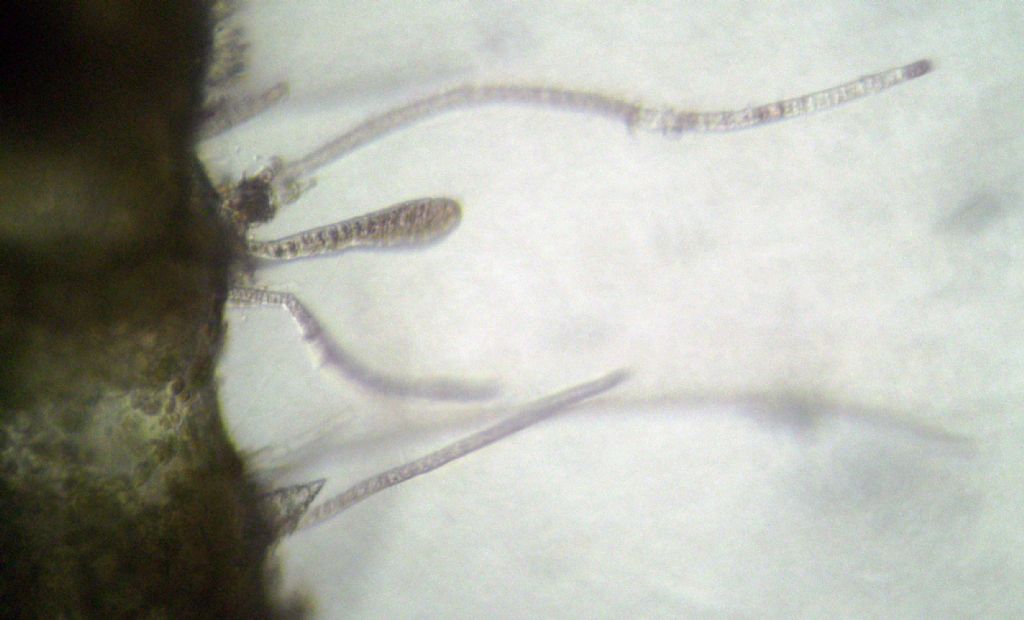 Ceramium ciliatum?