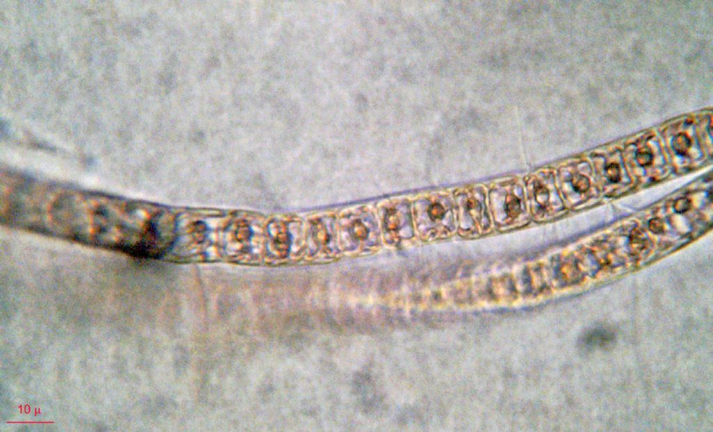 Ceramium ciliatum?