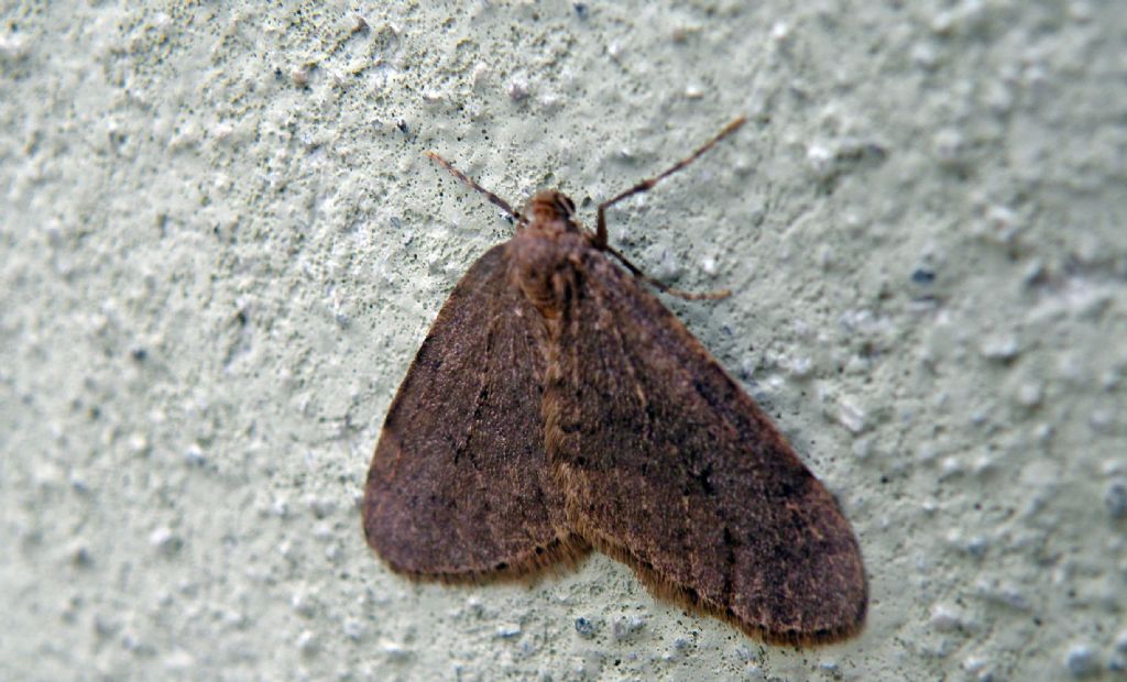 Tutta bruna - Operophtera brumata