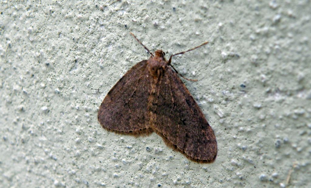Tutta bruna - Operophtera brumata