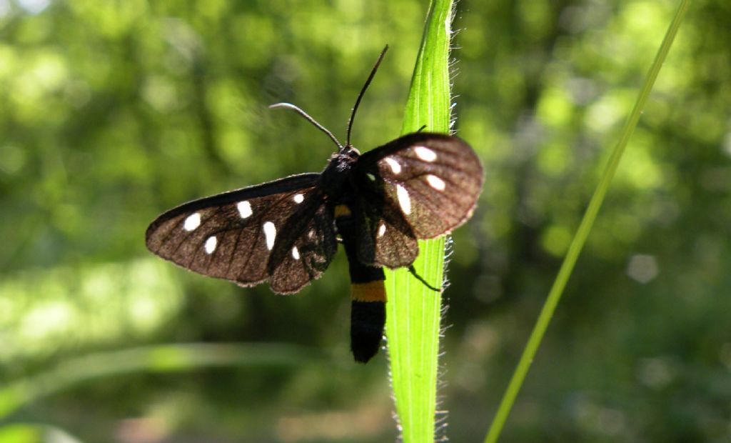 Amata... ma quali? Amata phegea