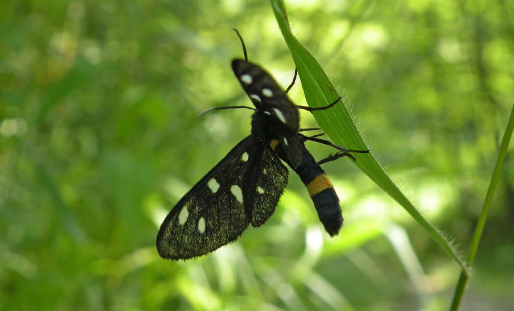 Amata... ma quali? Amata phegea