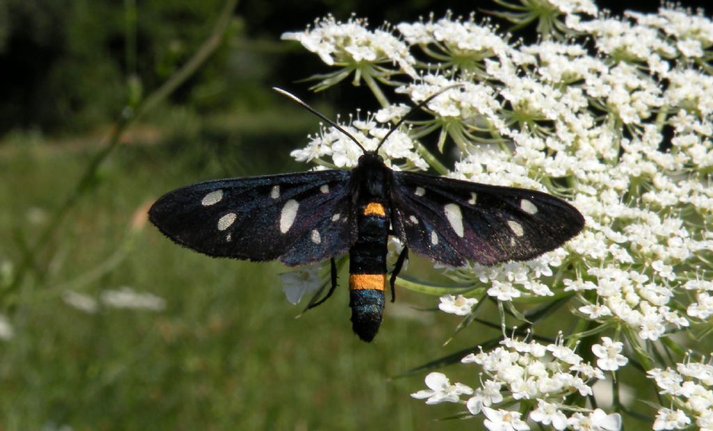 Amata... ma quali? Amata phegea