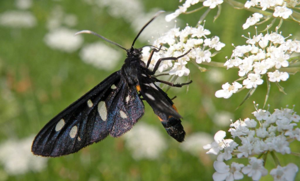 Amata... ma quali? Amata phegea