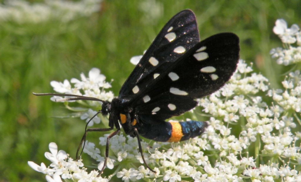 Amata... ma quali? Amata phegea