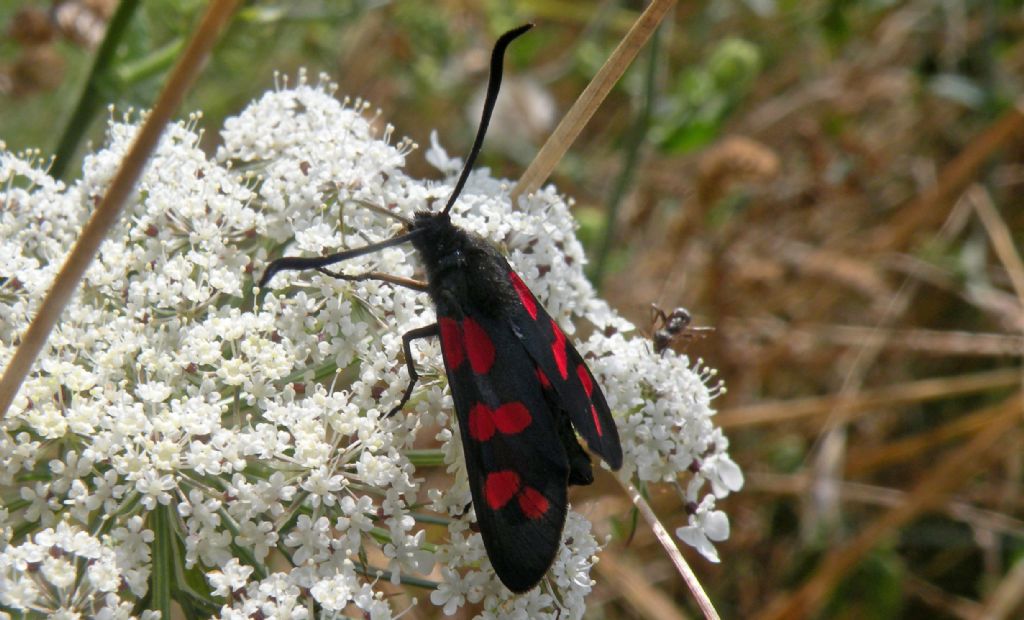 Zygaenidae dall''Istria