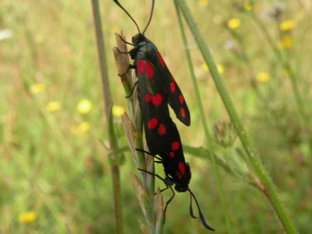 Zygaenidae dall''Istria