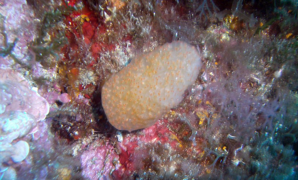 Aplidium conicum?