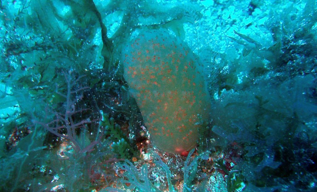 Aplidium conicum?