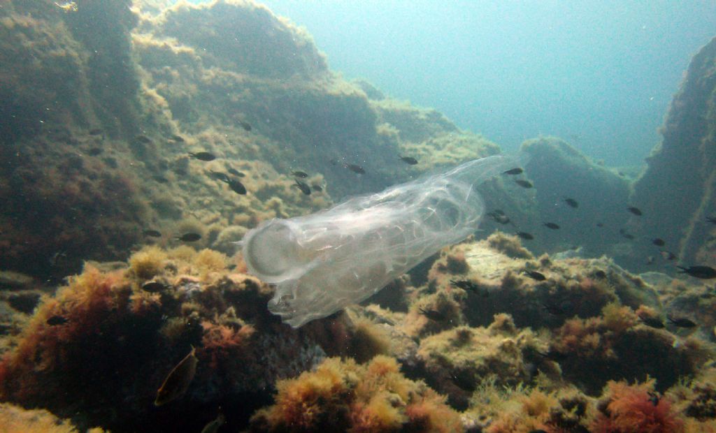 Salpa maxima?