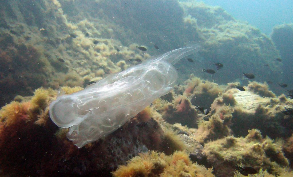 Salpa maxima?