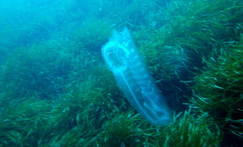 Salpa maxima?