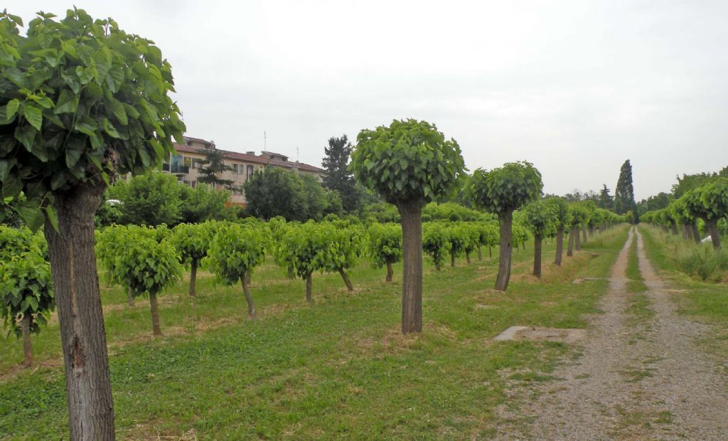 Alla scoperta del baco da seta