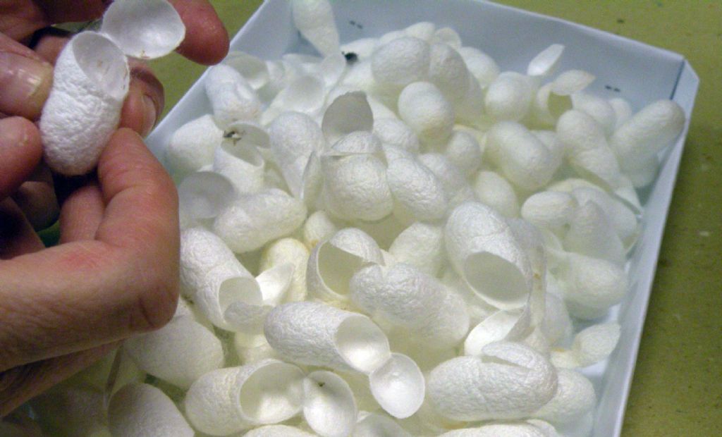 Alla scoperta del baco da seta