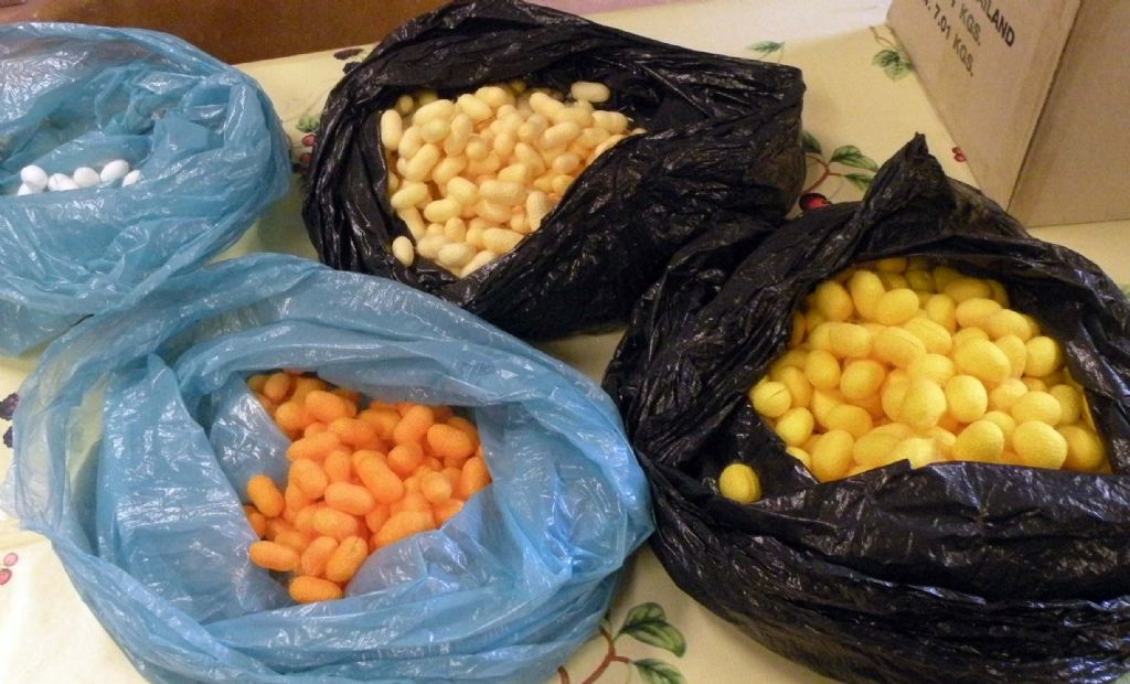 Alla scoperta del baco da seta