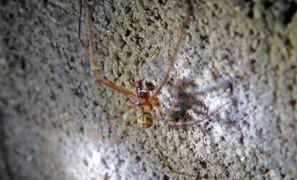Labulla thoracica - PN del Gran Paradiso, l''Eau Rousse