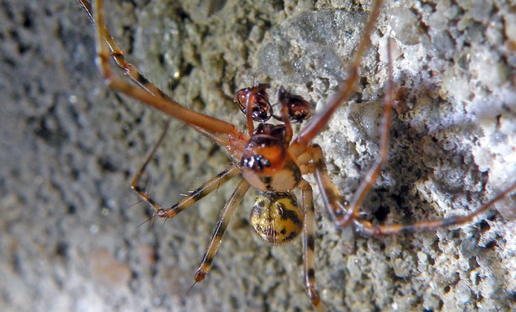 Labulla thoracica - PN del Gran Paradiso, l''Eau Rousse