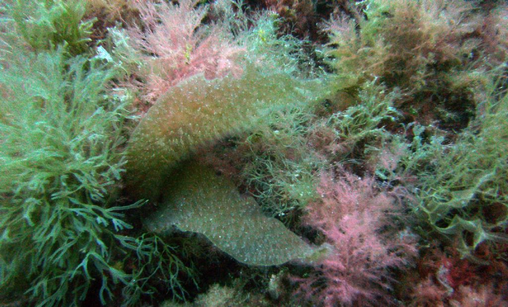 Phyllariopsis brevipes?