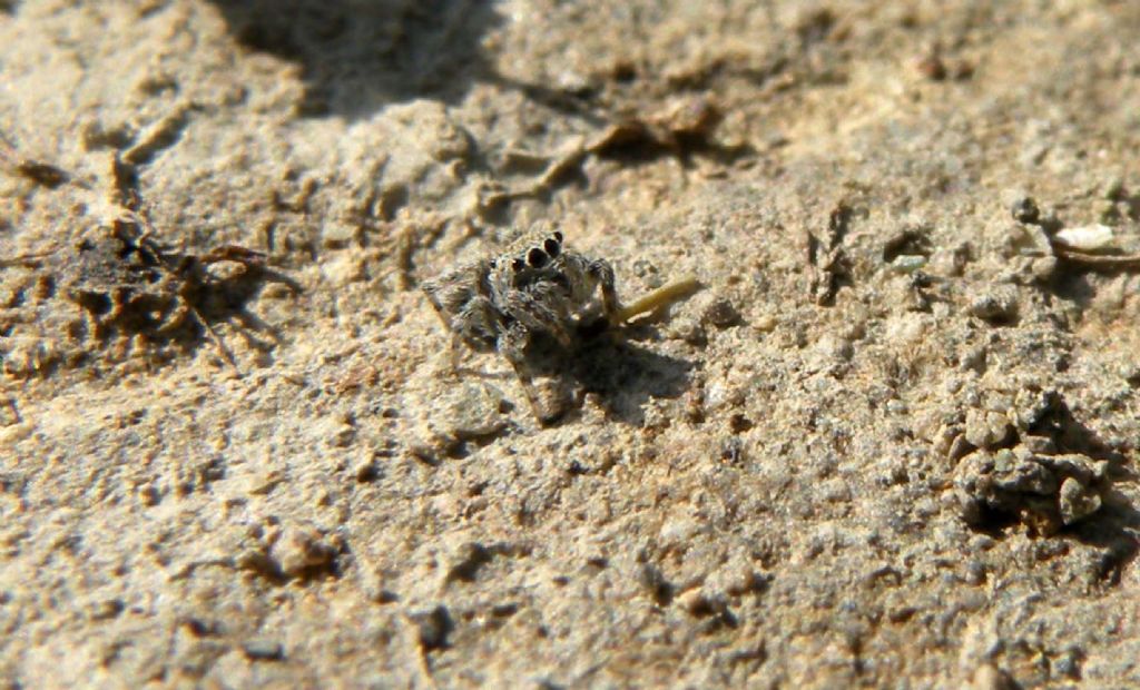 Cfr Sitticus distinguendus....