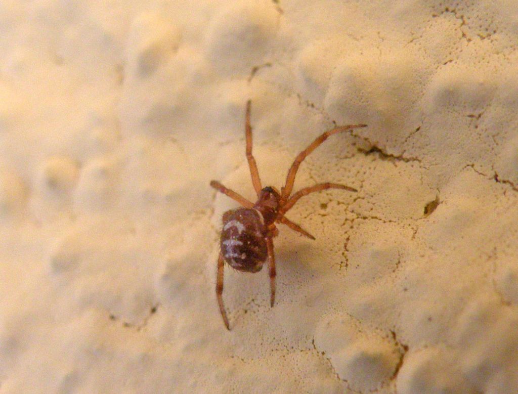 Giovane Steatoda paykulliana - Delfi (Grecia)